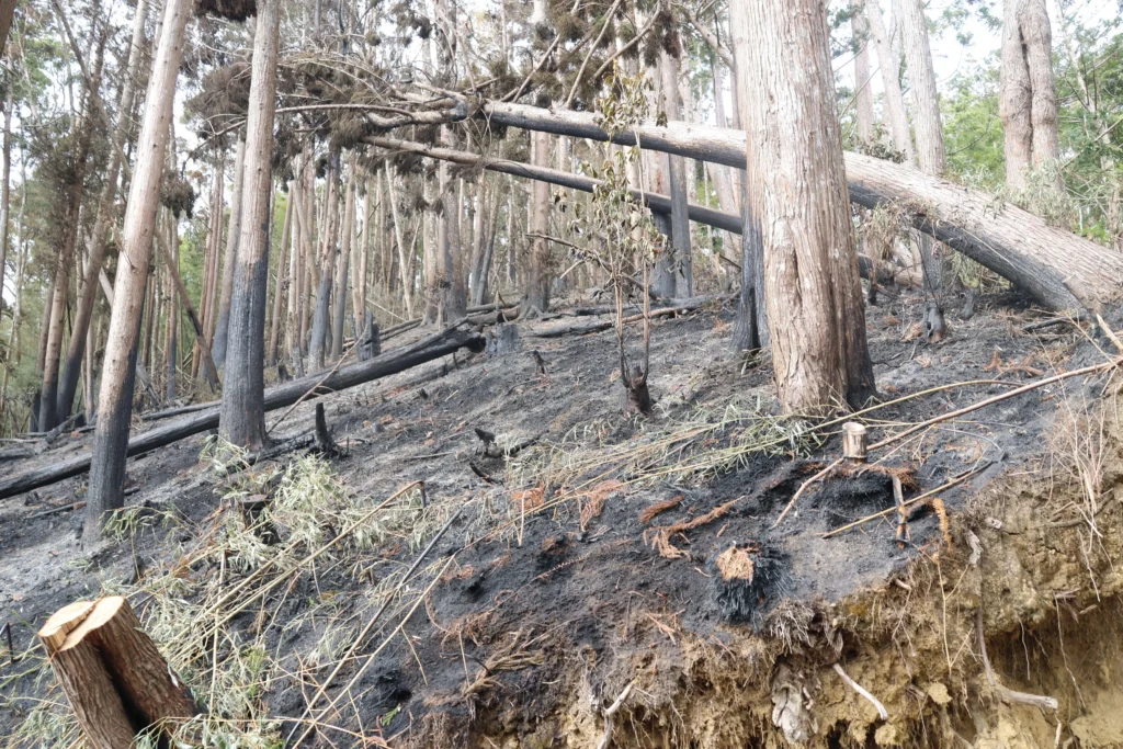 張麗善縣長率隊勘查草嶺山林火警 指示建置蓄水系統及消防管線 強化救災量能