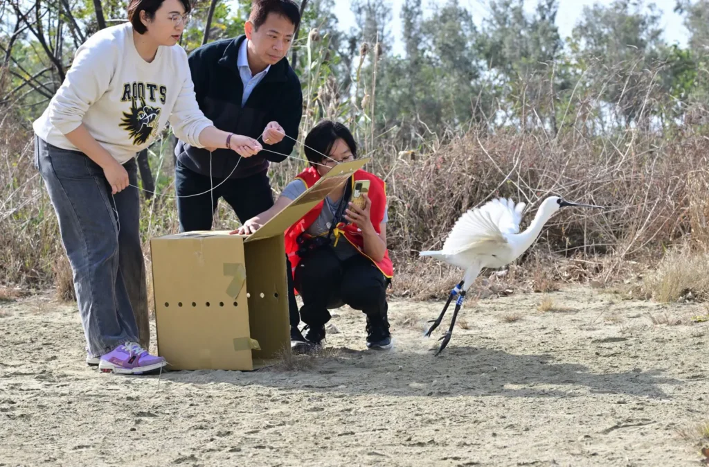 黑面琵鷺中毒獲救 嘉義縣跨單位救傷治療完成野放