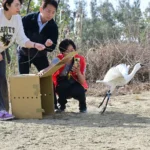黑面琵鷺中毒獲救 嘉義縣跨單位救傷治療完成野放