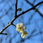 花信已至　南港公園梅花陸續綻放邀您共賞
