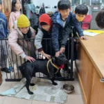 湖田實小三肢校犬「安生」進駐校長室　打造校園溫暖生命教育