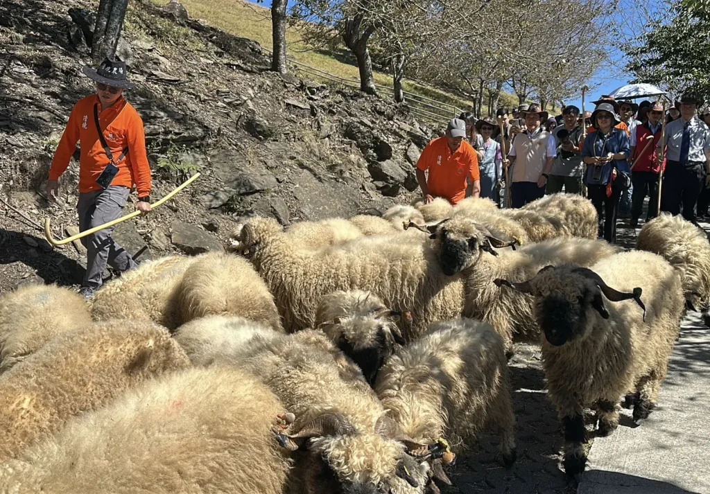 百羊奔騰迎新春　清境農場「奔羊節」即將熱鬧登場