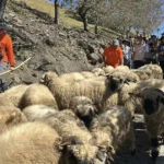 百羊奔騰迎新春　清境農場「奔羊節」即將熱鬧登場