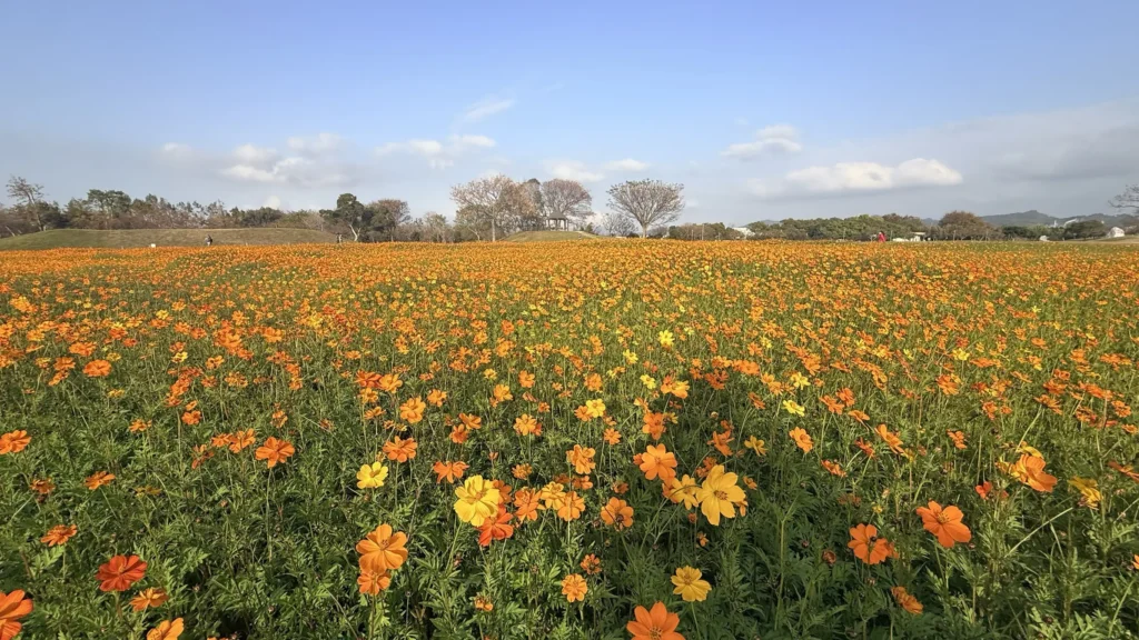 后里花田綠廊冬日花海開跑! 中市環保公園黃波斯、向日葵1、2月接力綻放 神秘嬌客「黑天鵝」即將現身