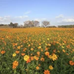 后里花田綠廊冬日花海開跑！　中市環保公園黃波斯、向日葵1、2月接力綻放　神秘嬌客「黑天鵝」即將現身