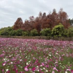 花開西屯迎新春 廣納幸福花海季浪漫登場