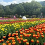 台北燈節2/25璀璨登場　首推雙展區、雙ip亮相西門町與圓山