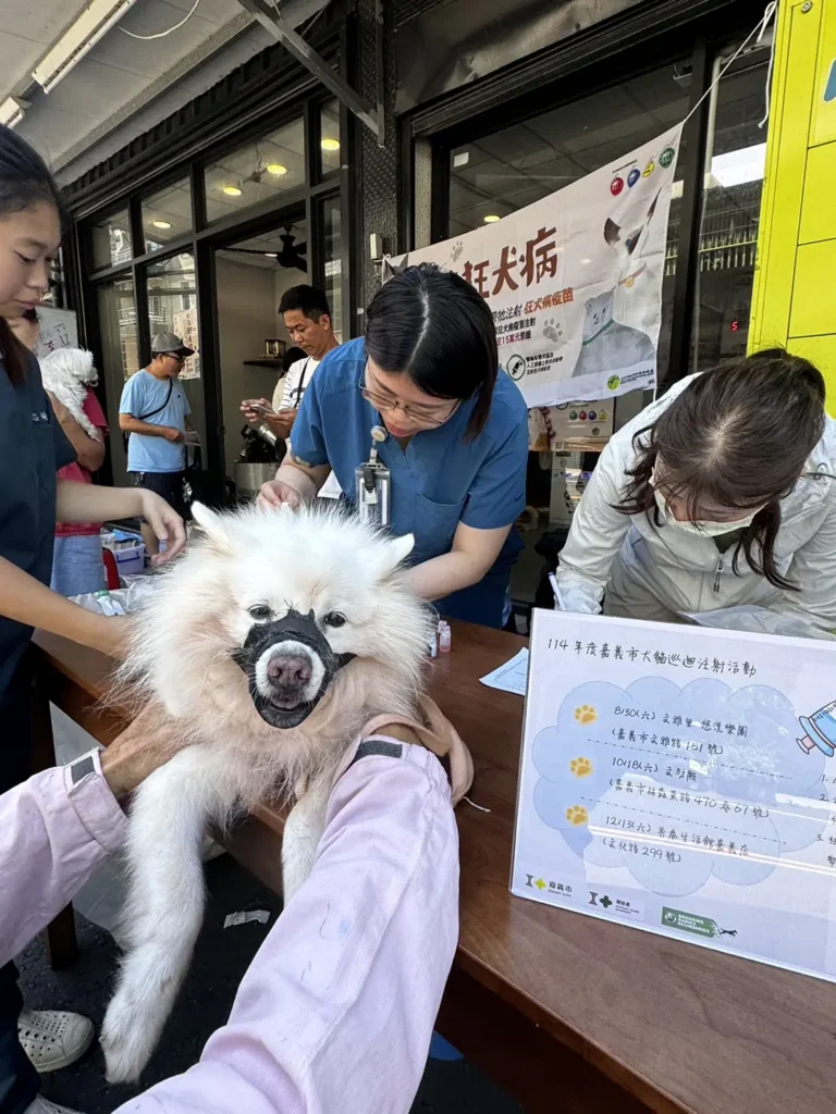快帶毛孩報名！嘉義市絕育最高補助1500、免費狂犬疫苗限1500劑