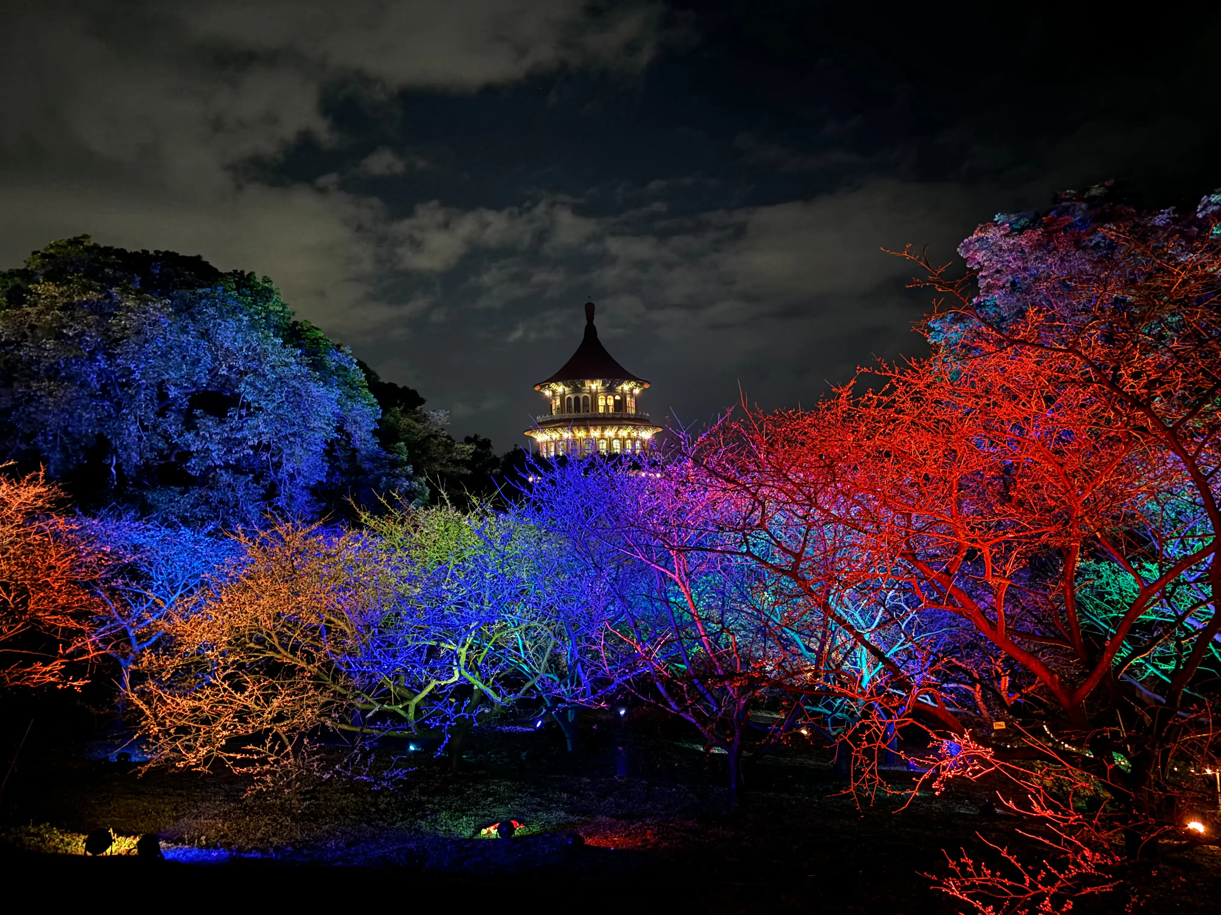 粉嫩三色櫻入夜成畫　幾米繪本點亮淡水「2026花見櫻花季」