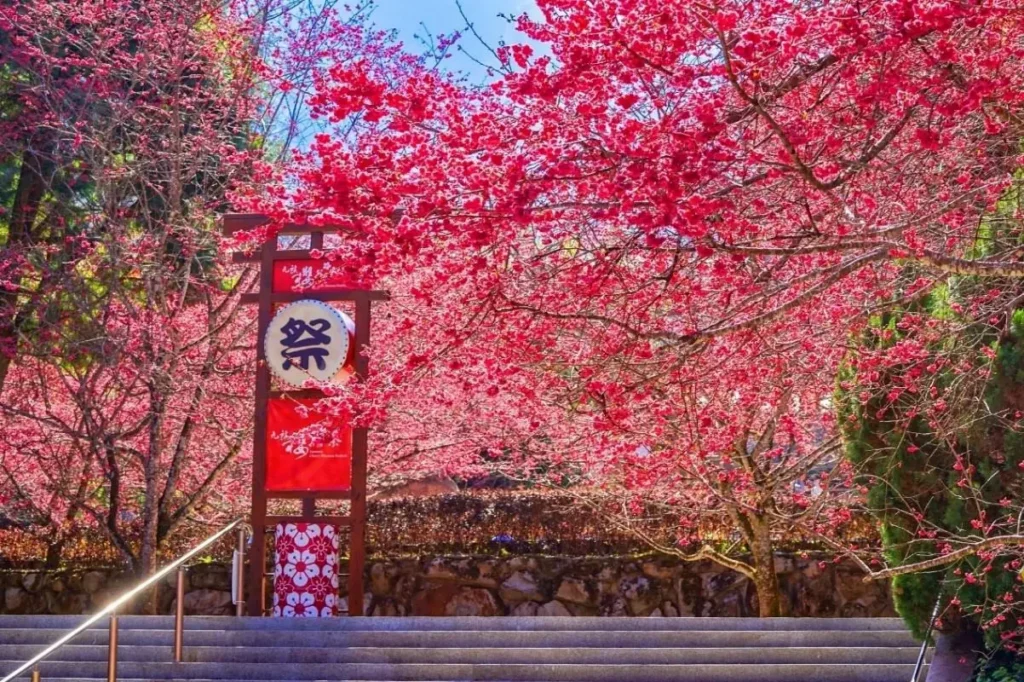 2026九族櫻花祭開跑　原民歌舞祭典　巨大招財貓「九萬兩」登場　櫻花預估二月中下旬全面盛開