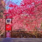 2026九族櫻花祭開跑　原民歌舞祭典　巨大招財貓「九萬兩」登場　櫻花預估二月中下旬全面盛開