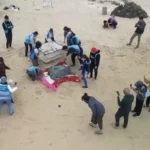 暖化下冬季母龜產卵　海保署啟動衛星追蹤