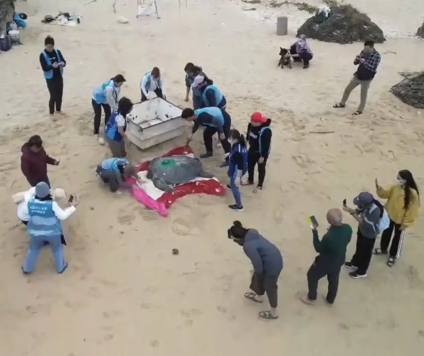 暖化下冬季母龜產卵 海保署啟動衛星追蹤