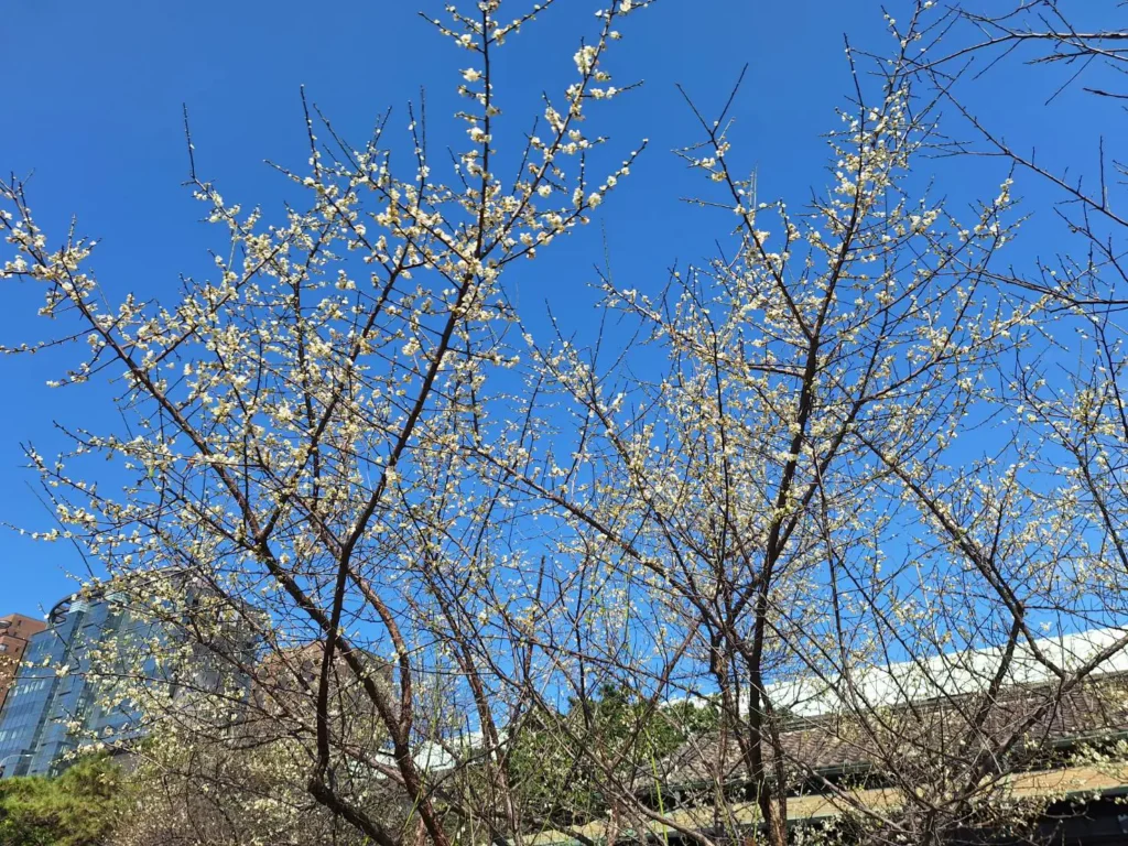 賞梅時節 逸仙、奇岩公園梅花喜報春