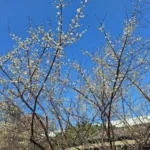 賞梅時節　逸仙、奇岩公園梅花喜報春