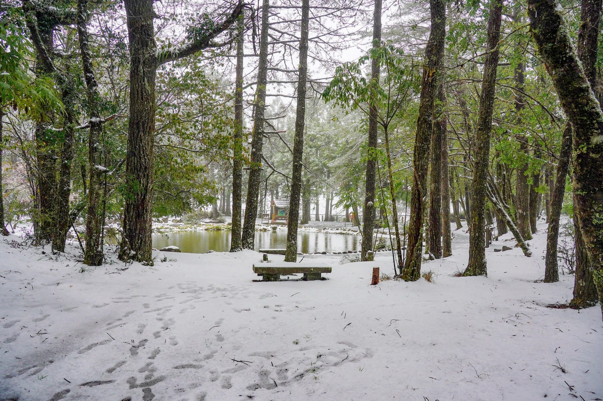 冬季暢遊梨山　在台中就能遇見雪國風景