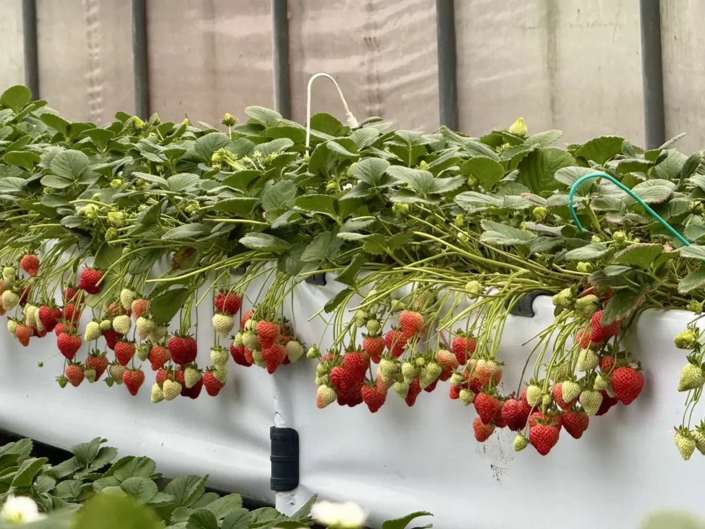 內湖草莓園邀您來趟「莓」好採果趣