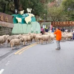 清境奔羊節　仁愛警加強交通疏導