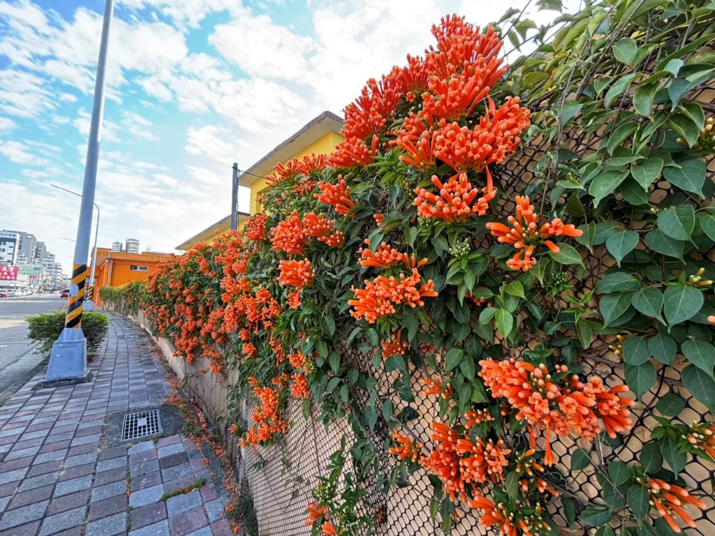 喜迎馬年新春　中市清潔隊部炮仗花盛開-打造低碳友善賞花新亮點