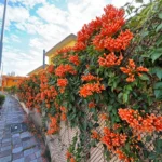 喜迎馬年新春　中市清潔隊部炮仗花盛開-打造低碳友善賞花新亮點