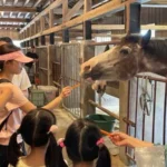 馬年走春　逛后里馬場賞櫻花、騎鐵馬迎新年