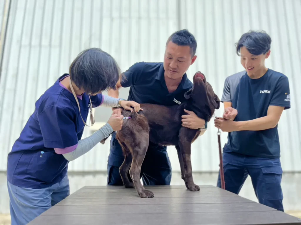 春節期間防疫不停歇！　中市動保處籲畜禽業者持續落實防疫措施-平安過好年