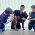 春節期間防疫不停歇！　中市動保處籲畜禽業者持續落實防疫措施-平安過好年