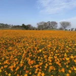 春節賞花首選「后里環保公園」！-　黃波斯菊、向日葵接力登場-喜迎馬年好去處