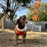 動物之家超暖心！　春節加菜過好年-陪伴一起馬上幸福