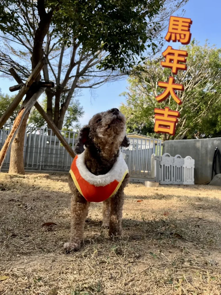 動物之家超暖心！　春節加菜過好年-陪伴一起馬上幸福