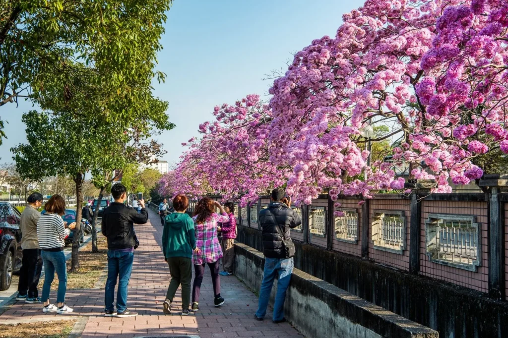 洋紅風鈴木盛開迎新春 黃花風鈴木三月接力綻放