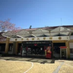 把時間留給浪漫！清境粉紅櫻花綻放　與綿羊共譜春日進行曲