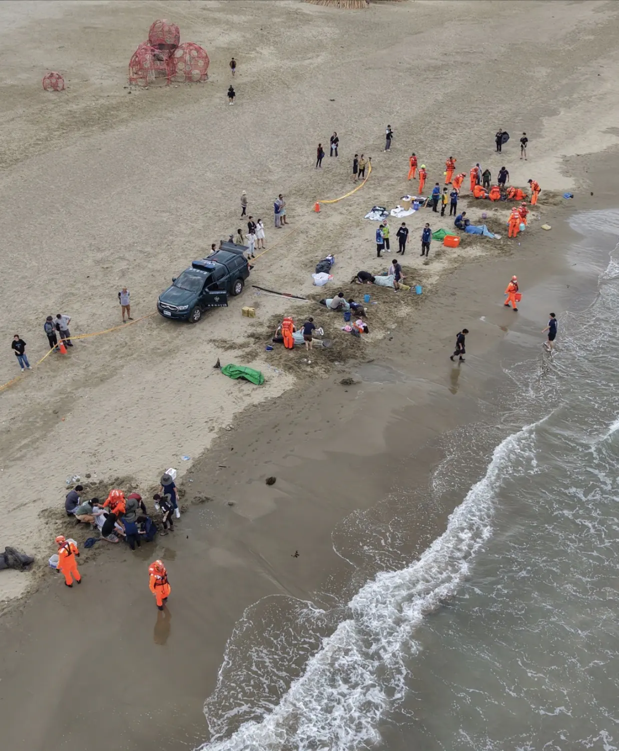 小虎鯨回家了！屏東擱淺救援成功-marn團隊助其重返大海