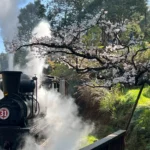 百年蒸汽火車復駛！3/10起穿越阿里山櫻花林　賓館推頂級客房賞櫻專案