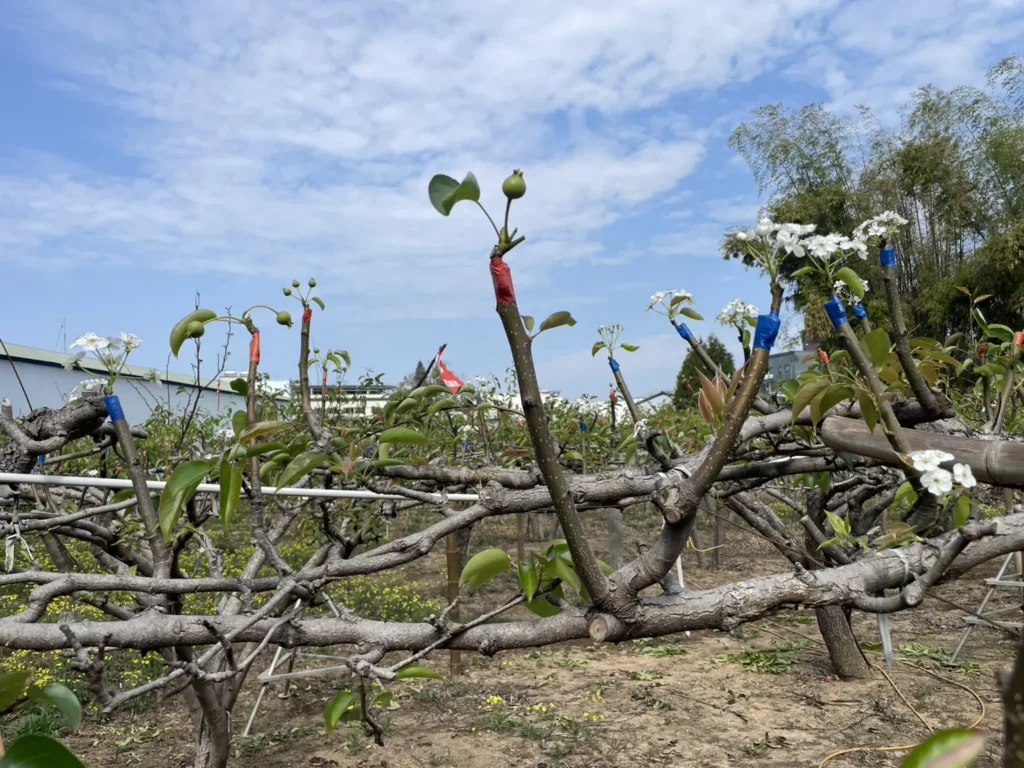山城梨園進入關鍵期　中市農業局籲請提前防範梨赤星病　守護花果健康