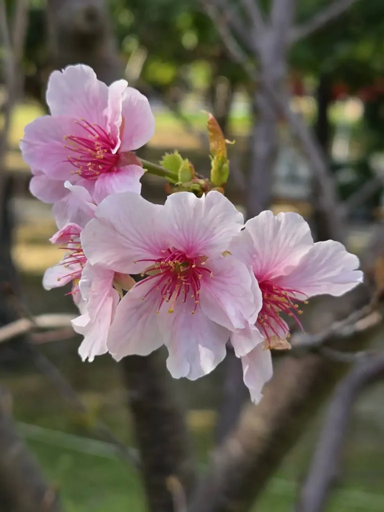 粉紅花海浪漫登場　大安森林公園大漁櫻柔情似水