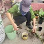 舊瓶罐種出好空氣　中市清潔隊推再生植栽兼顧美化與防疫