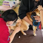 花伴野餐迎春趣　北市動保處推動保知識與免費狂犬病疫苗服務