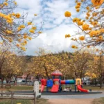 黃花風鈴木盛開！台中春日限定金黃花海　民眾搶拍美照