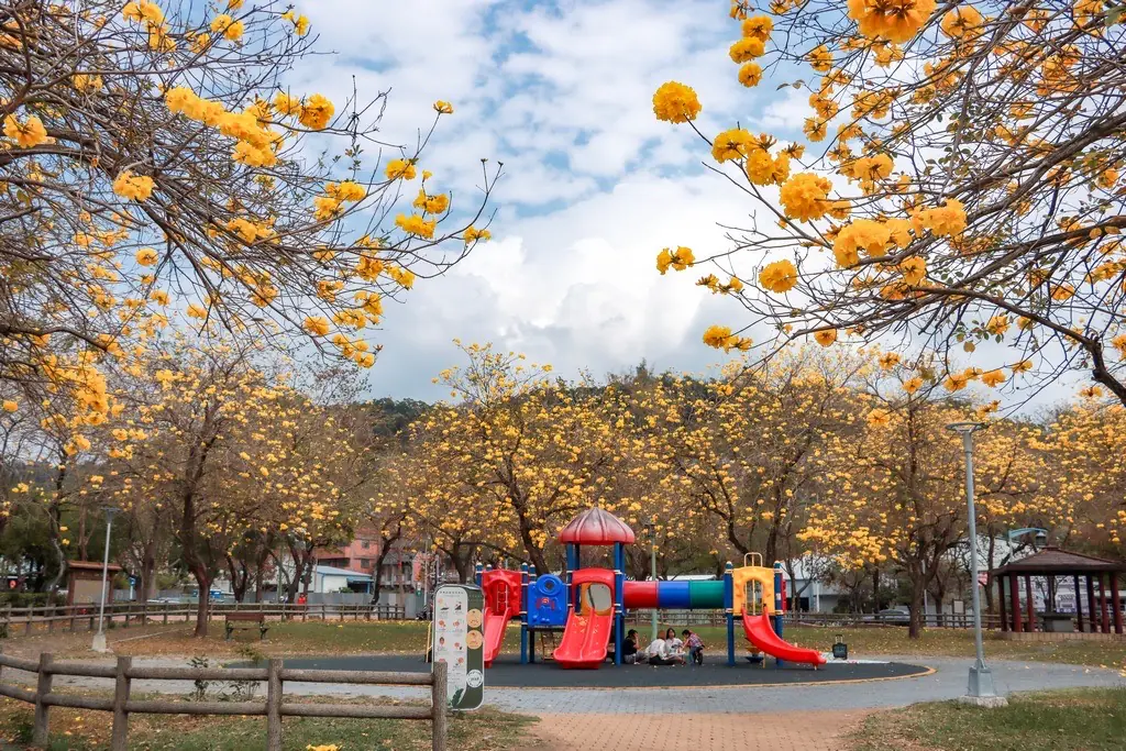 黃花風鈴木盛開！台中春日限定金黃花海　民眾搶拍美照
