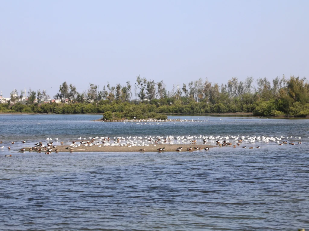 布袋候鳥季今日登場　千羽齊聚展現國家級濕地風采