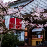 夜賞燈會、晨看櫻花　入住阿里山賓館再送賞櫻好禮