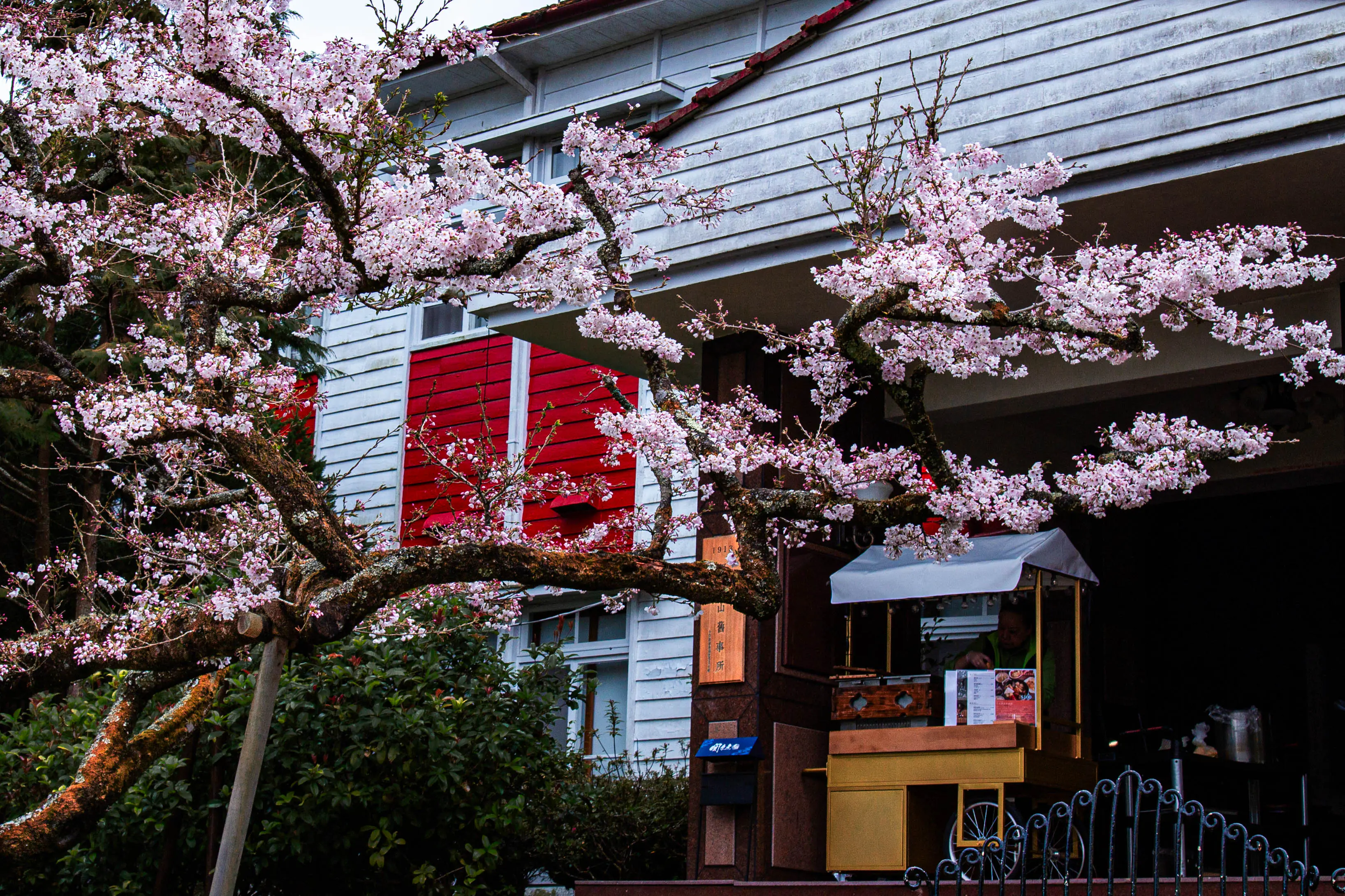 夜賞燈會、晨看櫻花　入住阿里山賓館再送賞櫻好禮