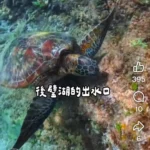 海水正藍-氣候宜人　快來墾丁和海龜同遊浮潛吧