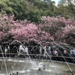 別等到花兒都謝了！陽明山花季39天花卉盛宴近尾聲