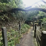 大坑多條登山步道加速修復　市府呼籲留意步道封閉狀況勿擅闖