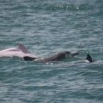 白海豚114年度監測成果　新增4隻幼豚納入個體名錄