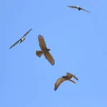 2026鷹揚八卦賞鷹活動-「八卦松林大角頭」