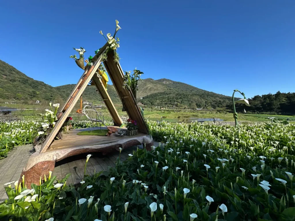 春日限定美景!竹子湖海芋季盛大開幕 雪白花海如音符搖曳