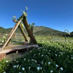 春日限定美景！竹子湖海芋季盛大開幕　雪白花海如音符搖曳